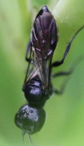 Pemphredon sp.